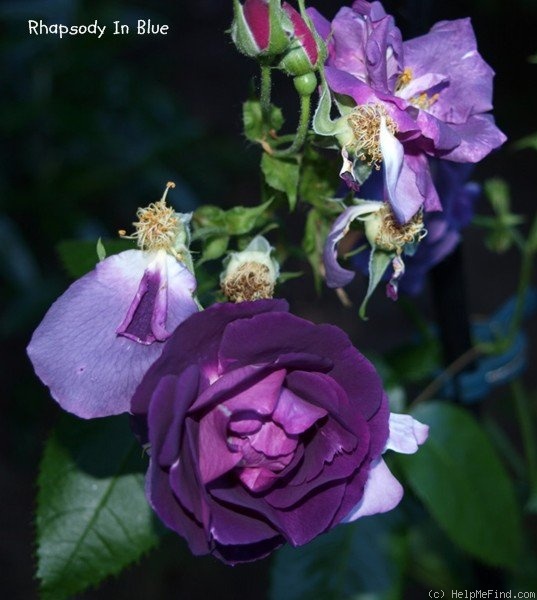 'Rhapsody in Blue ™' rose photo