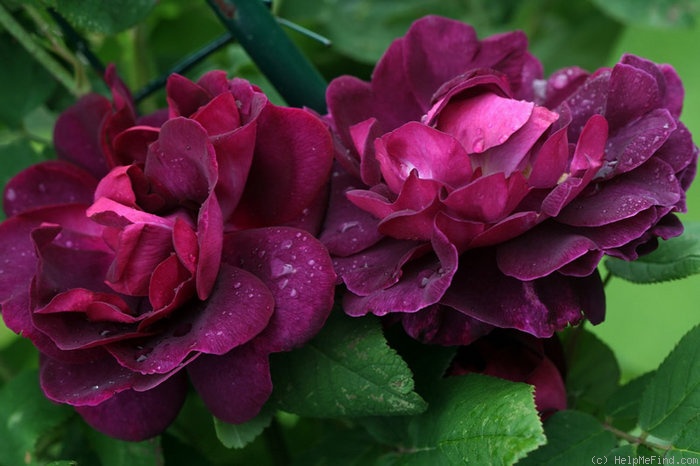 'Tuscany Superb' rose photo