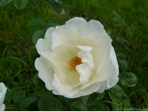 'White Star (cl. hybrid tea, Harkness, 2008)' rose photo