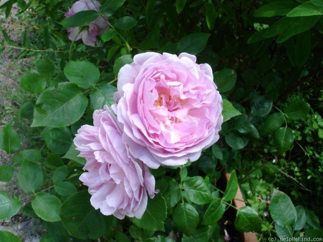 'Mary Rose ®' Rose