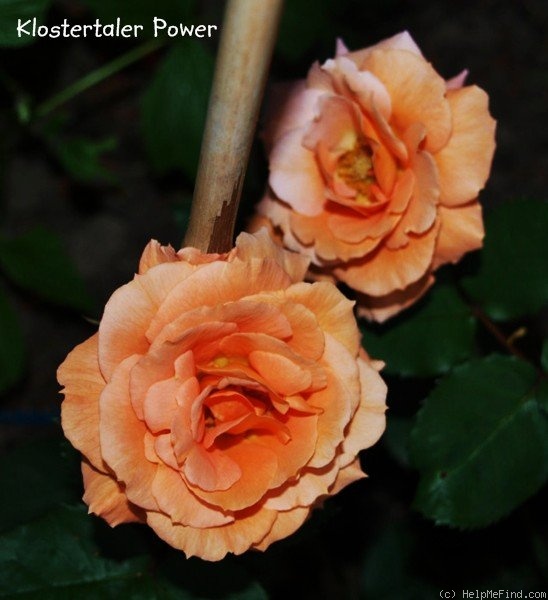 'Klostertaler Power' rose photo