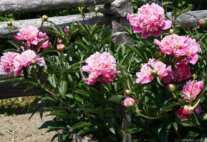 'Cameo' peony photo