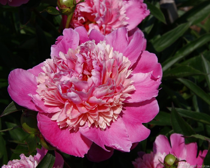 'Cameo' peony photo