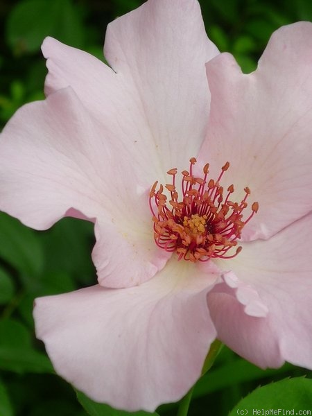 'Dainty Bess' rose photo