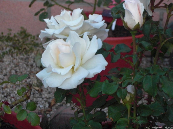 'French Lace' rose photo
