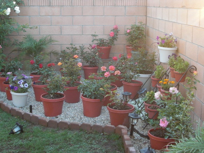 'Diana's Rose Garden'  photo