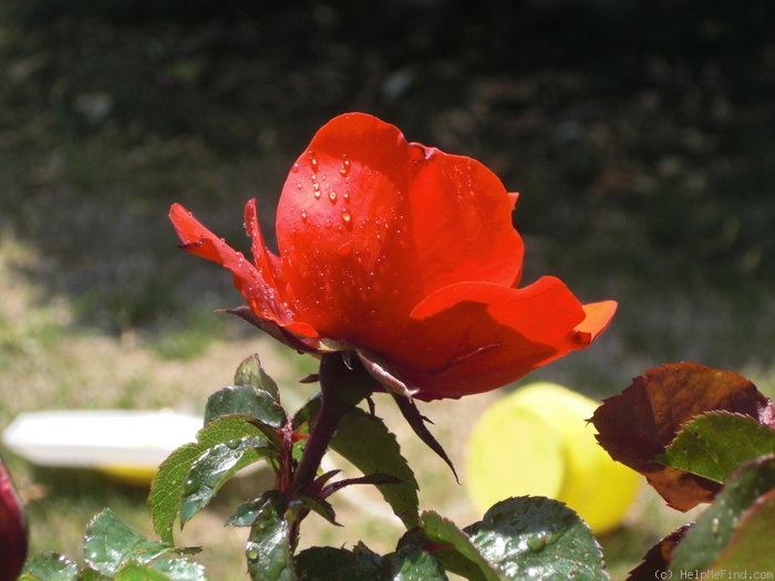 'Trumpeter' rose photo