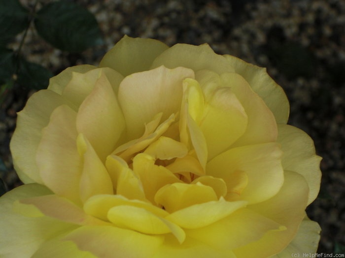 'Gold Glow' rose photo
