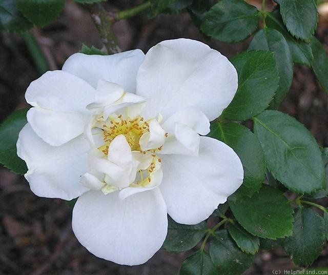 'Silver Moon' rose photo