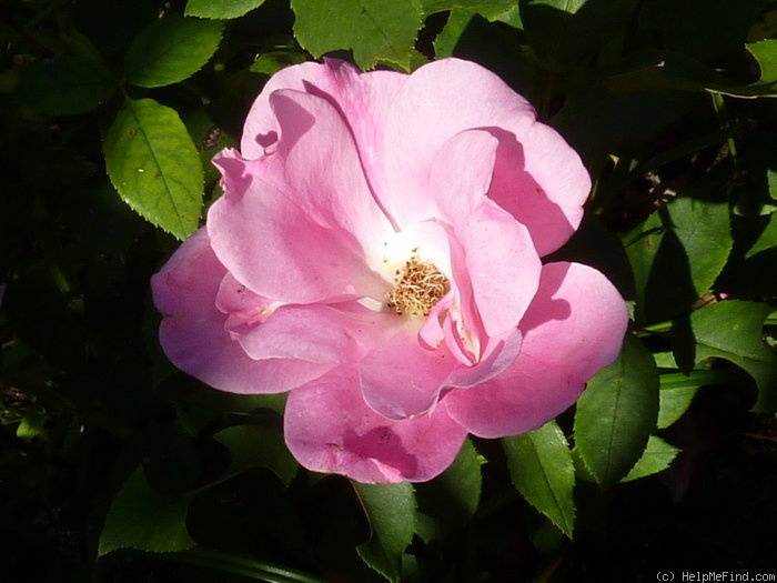 'Rodin ® (floribunda, Meilland 2000)' rose photo