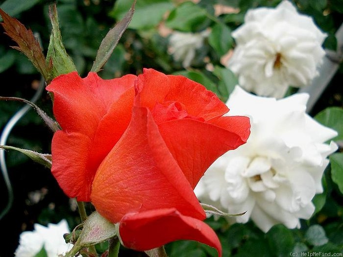 'Satellite ® (hybrid tea, Delbard, 1982)' rose photo