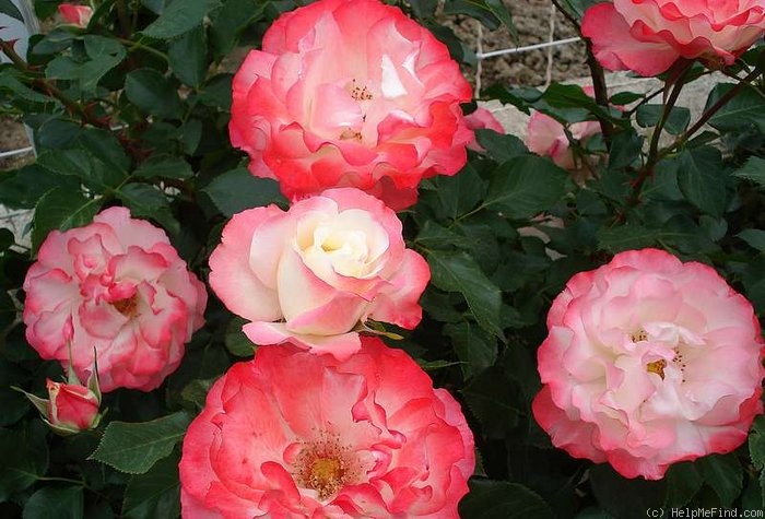 'Carmagnole ®' rose photo