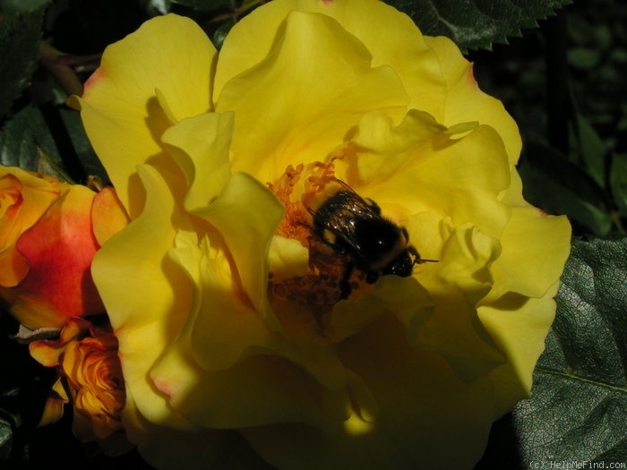 'Lichtkönigin Lucia (Large Flowered Climber, Kordes, 1966)' rose photo