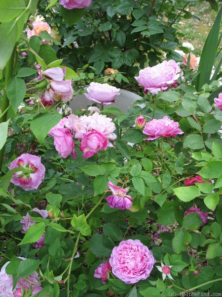 'Archiduchesse Elizabeth d'Autriche' rose photo