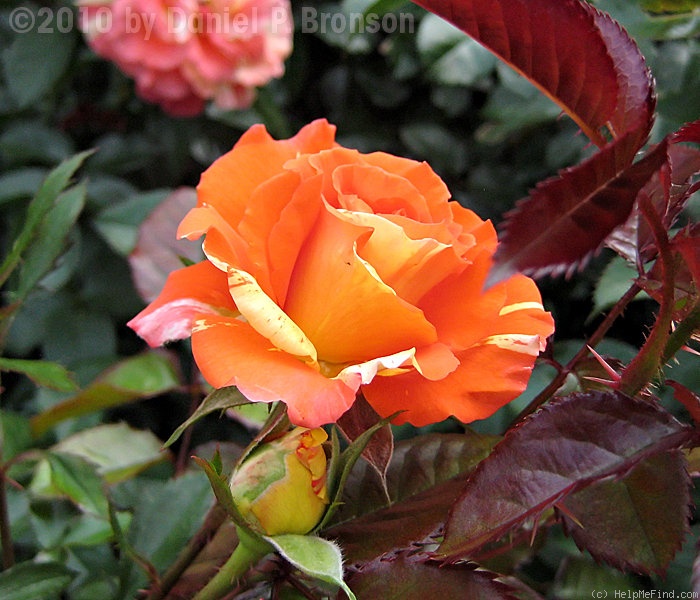 'Oranges 'n' Lemons ™' rose photo