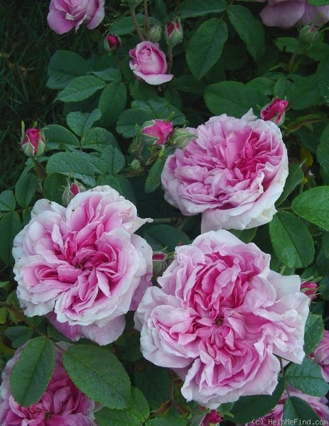 'Ispahan (damask, Unknown, before 1827)' rose photo