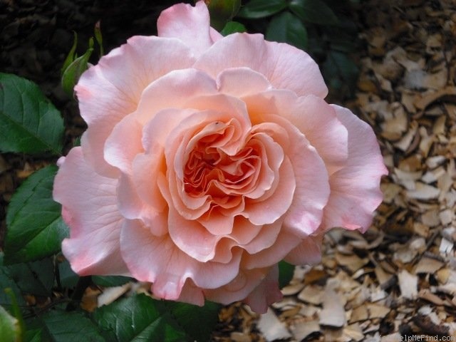 'Augusta Luise ® (Hybrid Tea, Evers, 1999)' rose photo