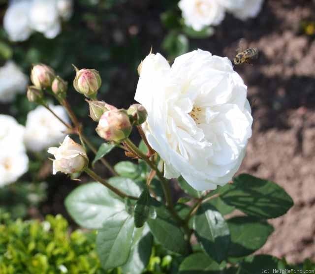 'Schneekopf' rose photo