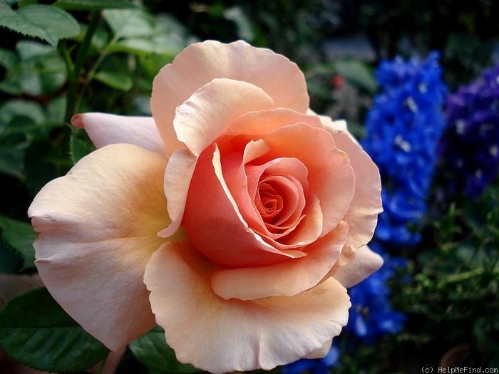 'Paco Rabanne ®' rose photo
