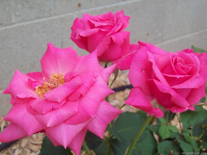 'Electron ® (hybrid tea, McGredy, 1962)' rose photo