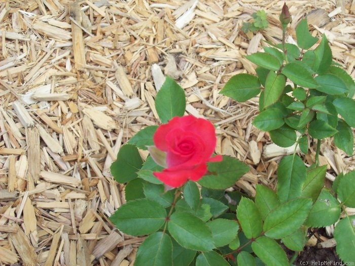 'First and Foremost' rose, click to enlarge 'First and Foremost' rose photo