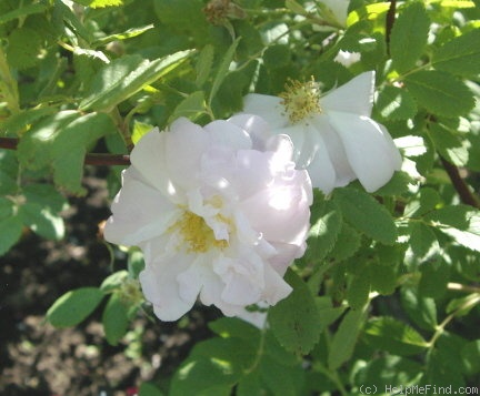 'Mrs. John McNab' rose photo