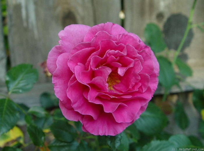 'Princess Alexandra Renaissance' rose photo