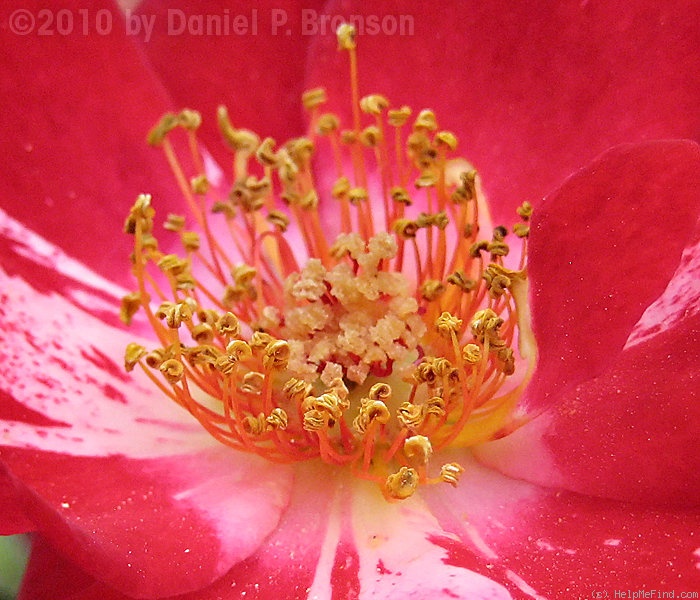 'Fourth of July' rose, click to enlarge 'Fourth of July' rose photo