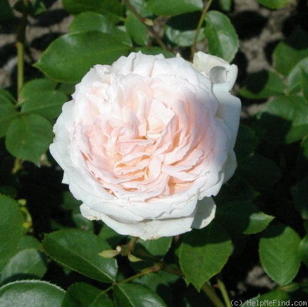 'Prairie Star' rose photo