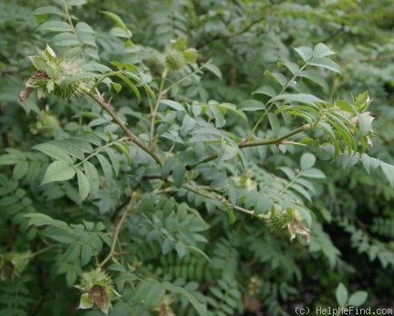 'R. roxburghii' rose photo