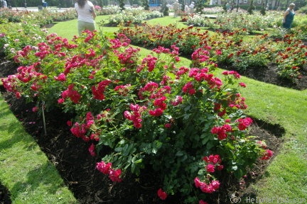 'George Vancouver' rose photo