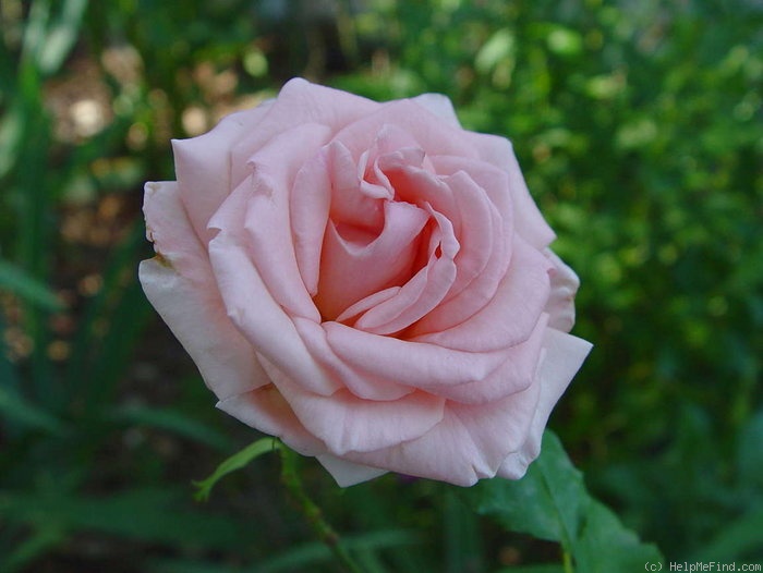 'Cinderella (hybrid tea, Kordes, 1999)' rose photo
