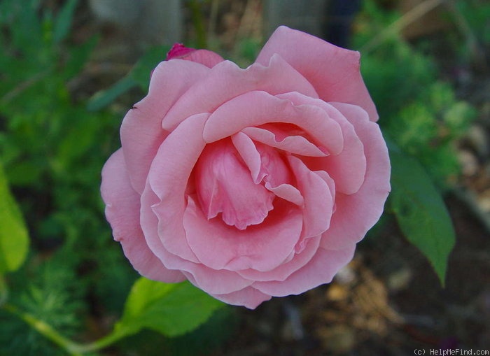 'Elsa Knoll' rose photo