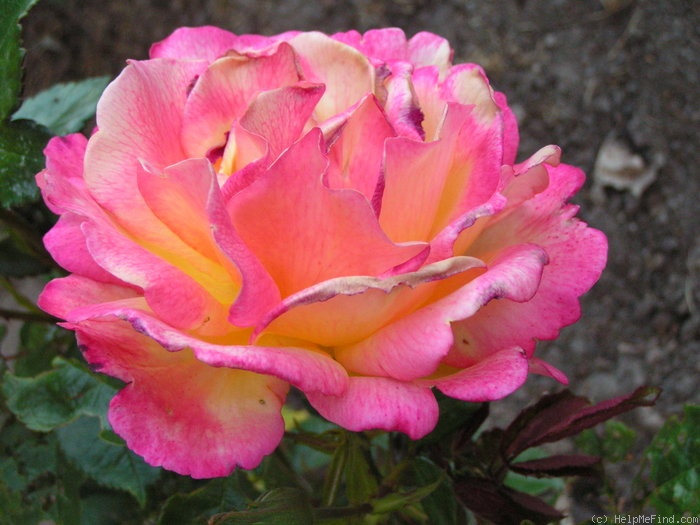 'Sheila's Perfume (Floribunda, Sheridan before 1979)' rose photo