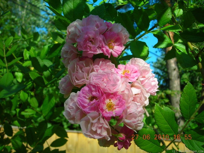 'Bonny ® (rambler, Nieborg, 1996)' rose photo