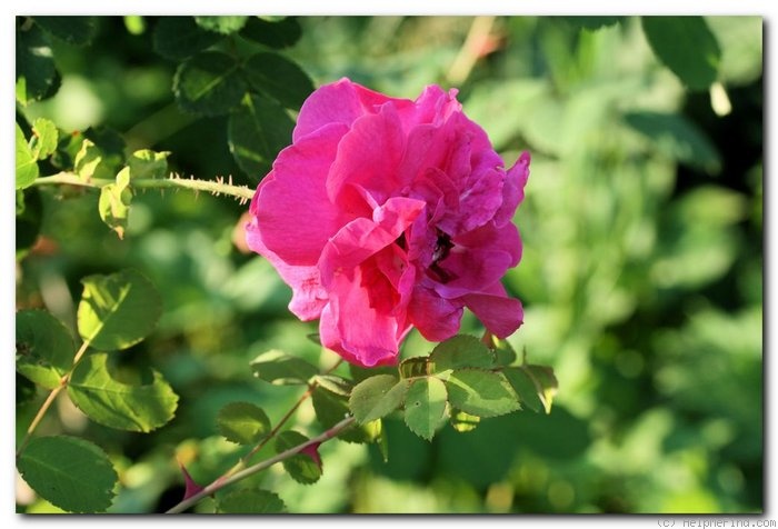 'Cerise Bouquet (shrub, Tantau/Kordes, 1937)' rose photo