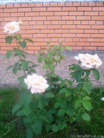 'Barock ® (climber, Evers/Tantau, 1999)' rose photo