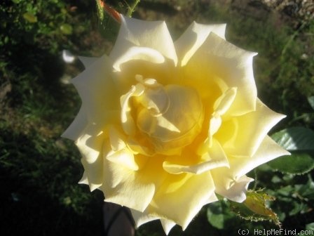 'Elfe ® (LCl, Evers/Tantau, 2000)' rose photo
