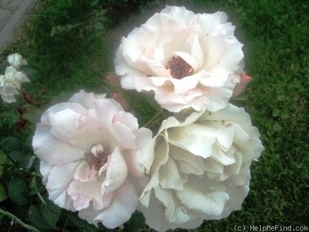 'Rokoko (shrub, Evers/Tantau, 1987)' rose photo