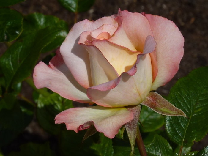 'Pierre Tchernia ®' rose photo