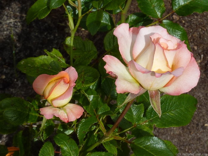 'Pierre Tchernia ®' rose photo
