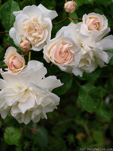 'Moonlight (hybrid musk, Pemberton 1913)' rose photo
