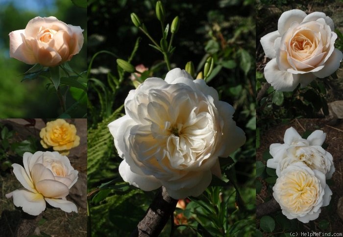'Crocus Rose' rose photo
