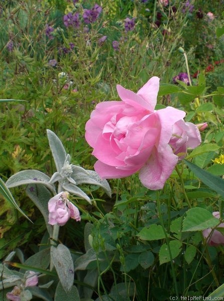 'Windflower' rose photo