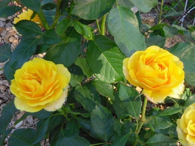 'Gold Reef ®' rose photo