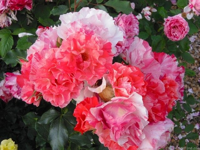 'Grimaldi ™' rose photo