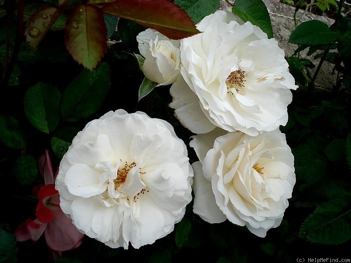 'Nuage Blanc' rose photo