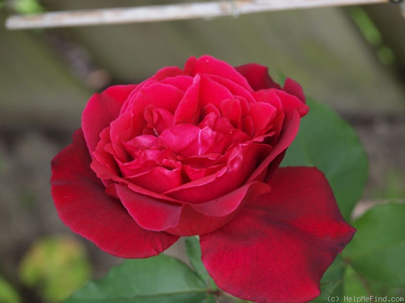 'Étoile de Hollande, Cl.' rose photo