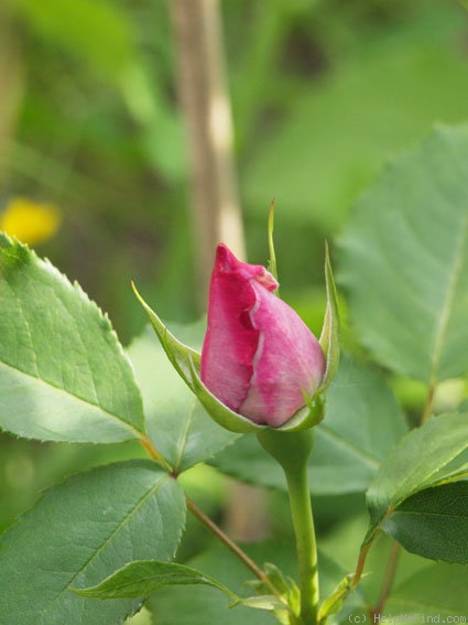 'Indigoletta' rose photo