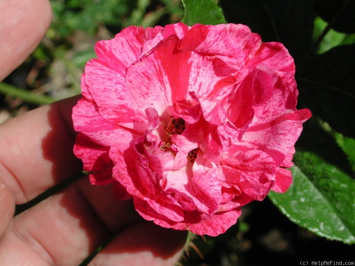 'Jerry Rugosa 44 Stripe' rose photo